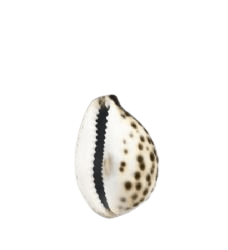 חרוז צדף גדול- 54