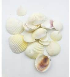 צדפות לבנות גדולות-47