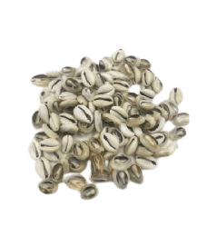 חרוזי צדף אפור שבור- 56