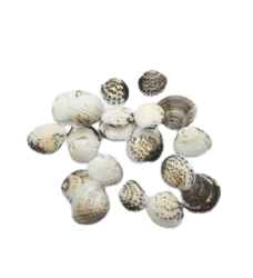 צדפים מעורב צבעים- 48