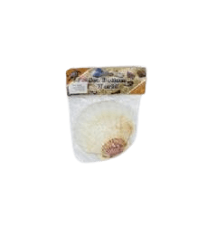 צדף גדולה לבנה- 44