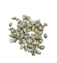 חרוזי צדף כהה- 49