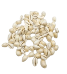 חרוזי צדף בהיר עם חור מאחורה- 55