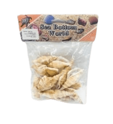 קונכיה גדול שמנת- 33