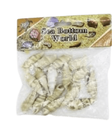 צדפות חרב -גווני לבן שמנת- (34)