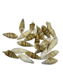 קונכיה גדול כהה-38