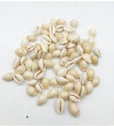 חרוזי צדף בהיר- 46