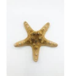 כוכב ים עבה גדול- 52